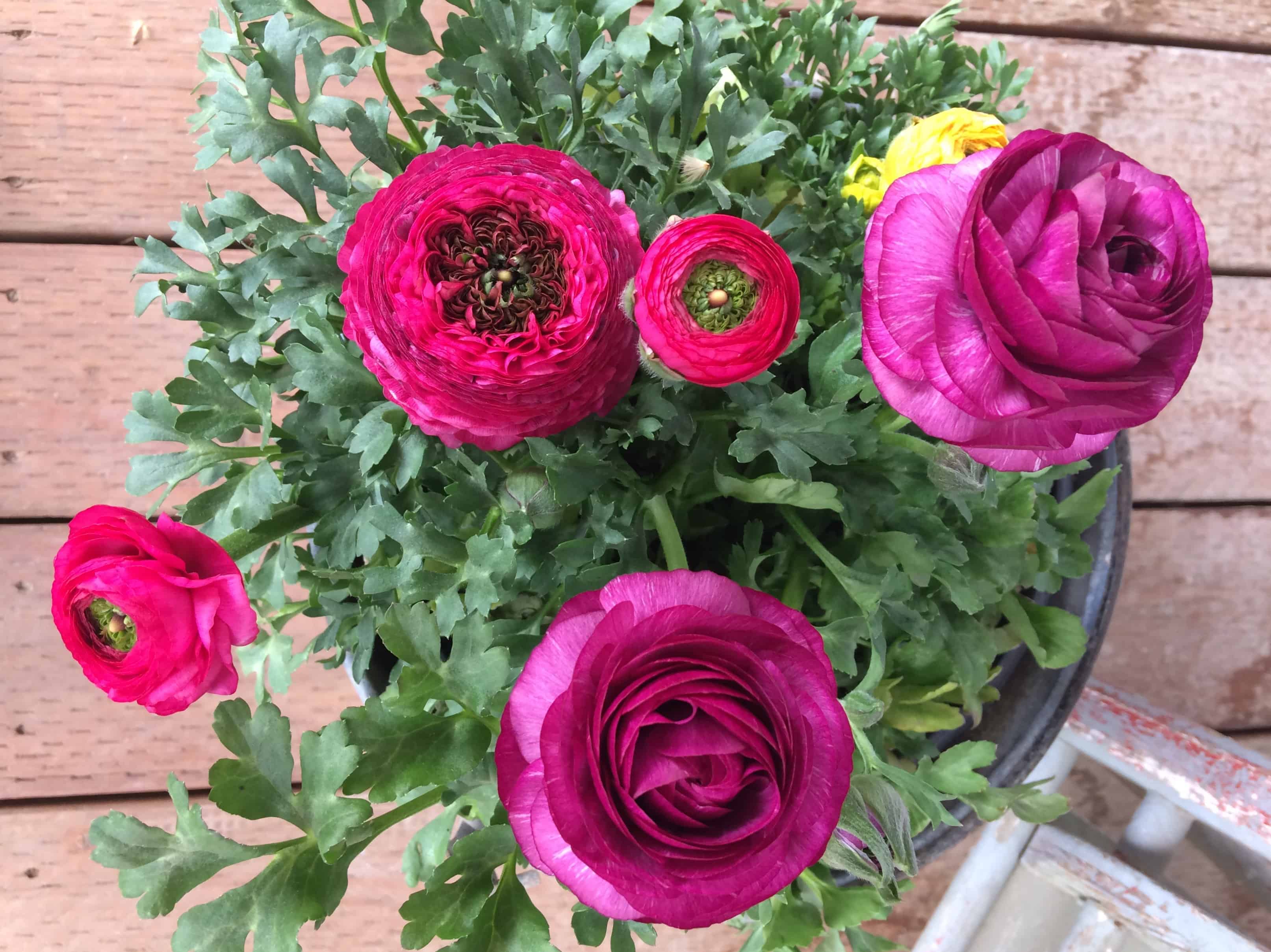 How To Grow Ranunculus In Your Garden This Spring - Pinecone Cottage ...